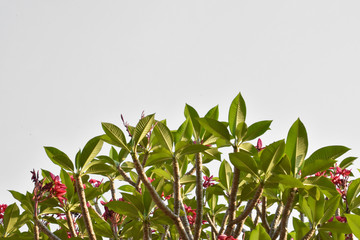 Plumerias or Temple Trees