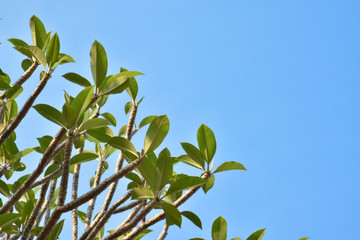 Plumerias or Temple Trees