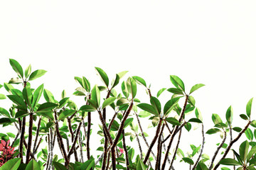 Plumerias or Temple Trees