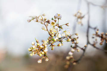 Plum tree white blossoms and buds in spring