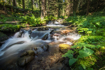 Fototapeta premium wildbach mit pflanzen und baeumen
