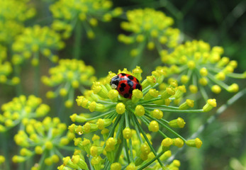 ladybird on a flower