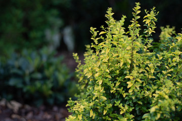 Sunshine ligustrum, a small privet decorative shrub with bright yellow and lime leaves	
