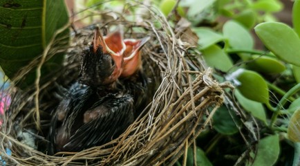 Baby birds in a nest on a tree branch close up in spring in sunlight