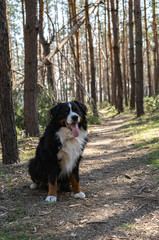 Naklejka na ściany i meble Happy Bernese mountain dog walking in the pine forest on string sunny day