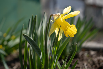 yellow daffodil with green leaves in a garden, early spring narcissus 
