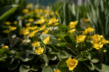 wild yellow flowers on spring field