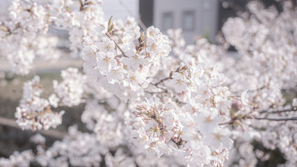 桜