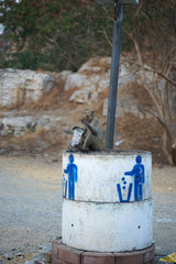 Crab-eating Macaque eating garbage from plastic cup and sitting on the concrete trash bin