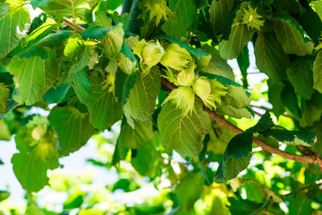  Branch with hazelnuts