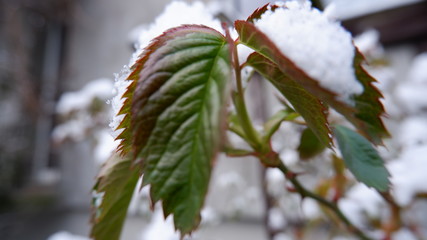 snow covered branches of pine