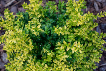 Sunshine ligustrum, a small privet decorative shrub with bright yellow and lime leaves	
