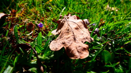 brown leaf in the grass
