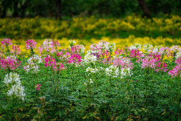 Colorful wildflowers in a field. A pretty field of flowers.