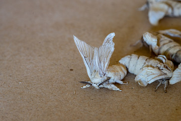 Fototapeta na wymiar silkworm moth with Silk Cocoon on wood background.