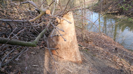 stump in the forest