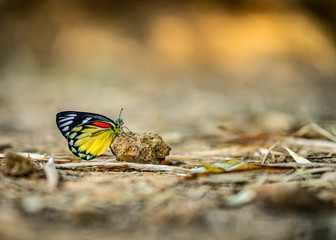 Fototapeta na wymiar A close-up of Beauty butterfly resting on ground 