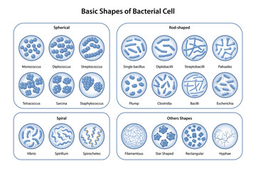 Basic shapes and arrangements of bacteria. Morphology. Microbiology. Types of shapes: spherical, rod-shaped and spiral. Bacteria in magnifying glass. Vector illustration in flat style
