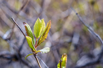 Young green tree leaves in early spring. early buds. Selective and soft focus blurry for relaxing...