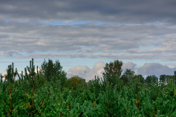 Beautiful blue sky with gray clouds over green trees in the forest in the evening.