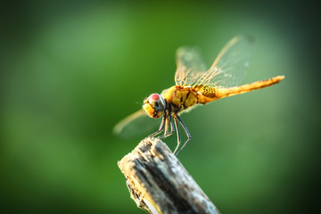 Dragonfly