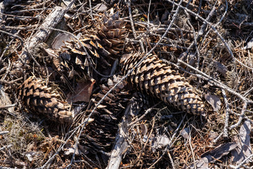 Brown pine cones fallen in the ground in forest. Closeup shot of pine cones.