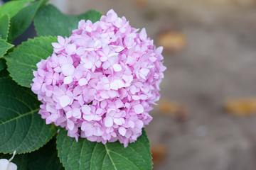Obraz premium Pink Hydrangea flower bloom on tree in the garden.