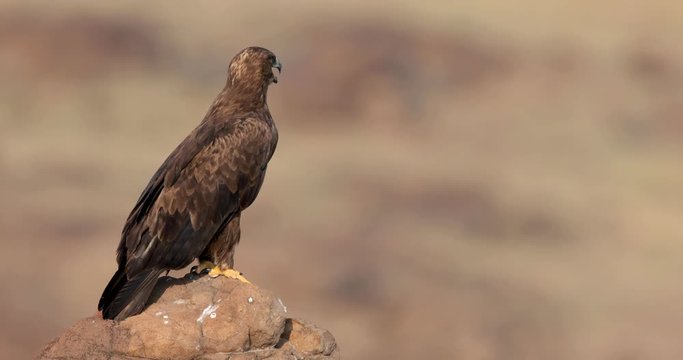 Close up shot  of a Steppe Eagle Preening as it sits on a Rock during a late Morning in a grassland in India , one of the migratory species to India