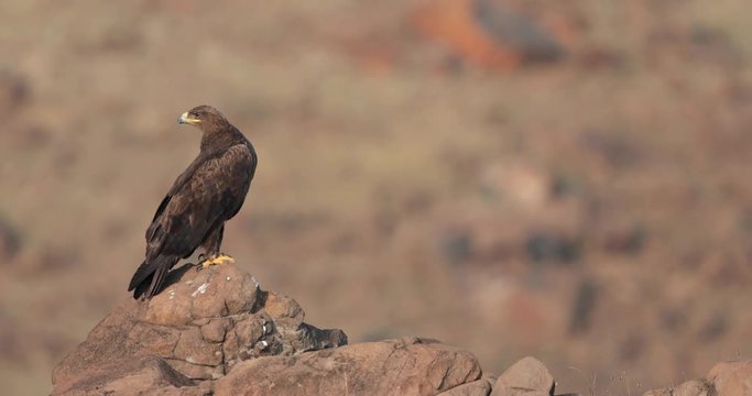 Mid Shot of a Steppe Eagle Preening as it sits on a Rock during a late Morning in a grassland in India , one of the migratory species to India