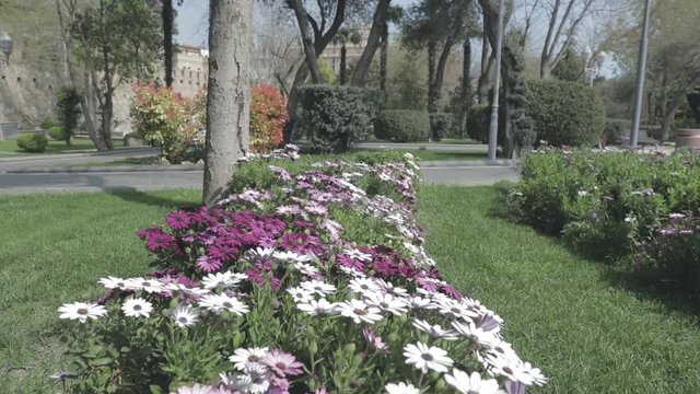 
Fresh green meadows and blooming flowers. Camera moving through city park with colorful flowers
. Baku, Azerbaijan
