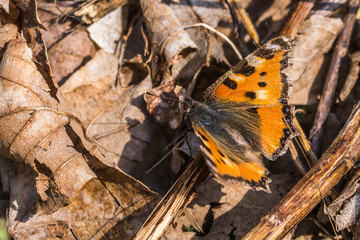 Large tortoiseshell (Nymphalis polychloros)
