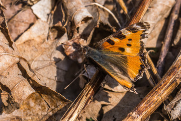 Large tortoiseshell (Nymphalis polychloros)