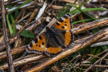 Large tortoiseshell (Nymphalis polychloros)