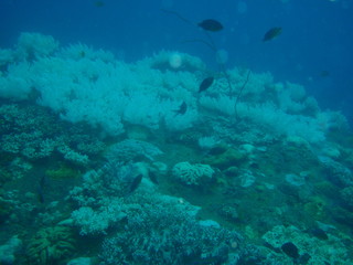 Fototapeta na wymiar 珊瑚の白化現象