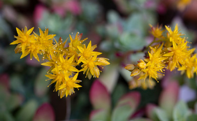 flowers of Sempervivum