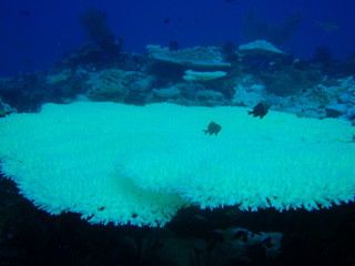 珊瑚の白化現象