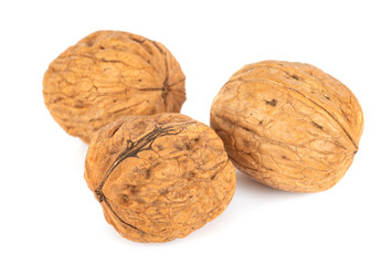 walnut in studio