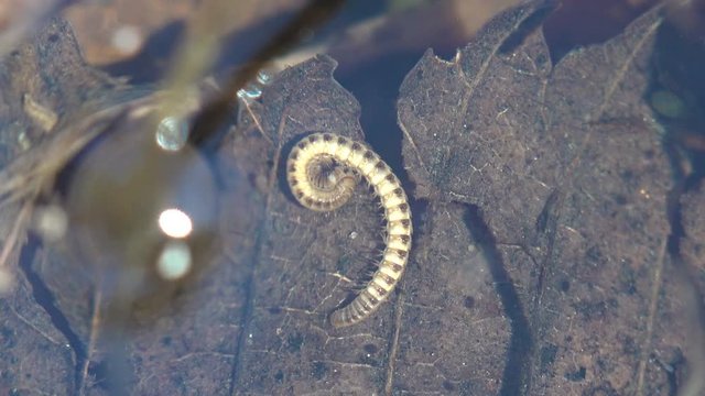 Millipedes of arthropods class Diplopoda, accidentally hit underwater. View insect macro in wildlife