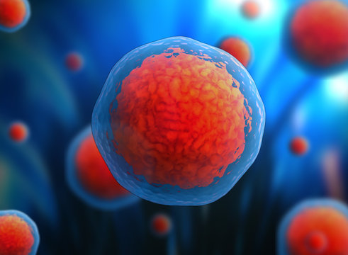 Human cell or animal cell.3d stem cell.