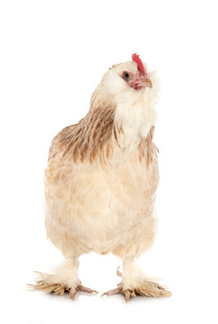 Faverolles chicken in studio