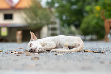 Fototapeta na wymiar Dog Sleeping peacefully in thailand Temple