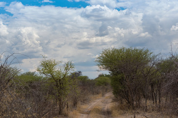 Obraz premium sandy road in Khaudum National Park, Namibia