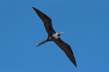 Frigatebird on the Caribbean coast of Yucatan, Mexico