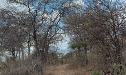 sandy road in Khaudum National Park, Namibia