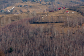 dry trees on the snowy mountain