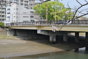 早春を迎えた静かな甲突川の風景