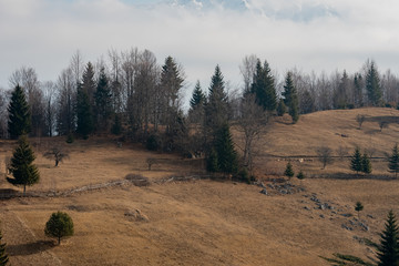 fir trees and dry vegetation at the end of winter