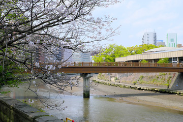 甲突川にある橋と桜