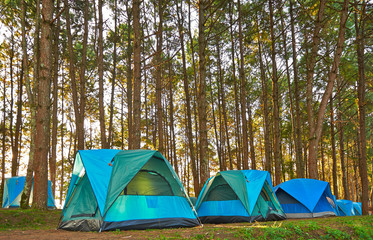 Camping and tents under the pine forest in sunset at Chiang Mai North of Thailand