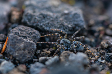 Macro shot of wild spider on the ground with tabby legs
